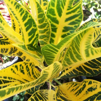 โกสนตรีทอง