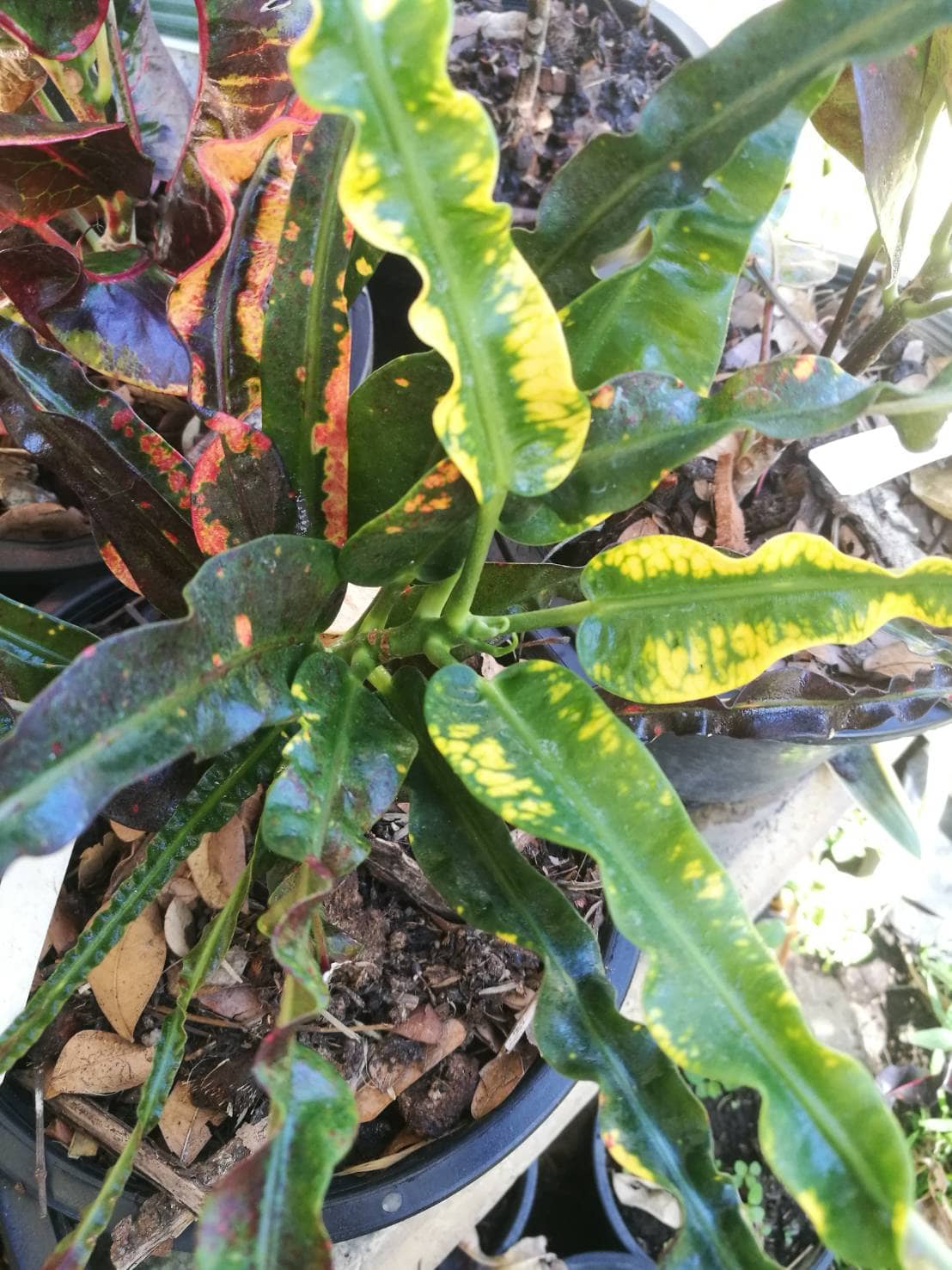 โกสนเจ้าเงาะ