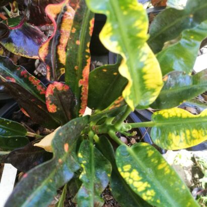 โกสนเจ้าเงาะ