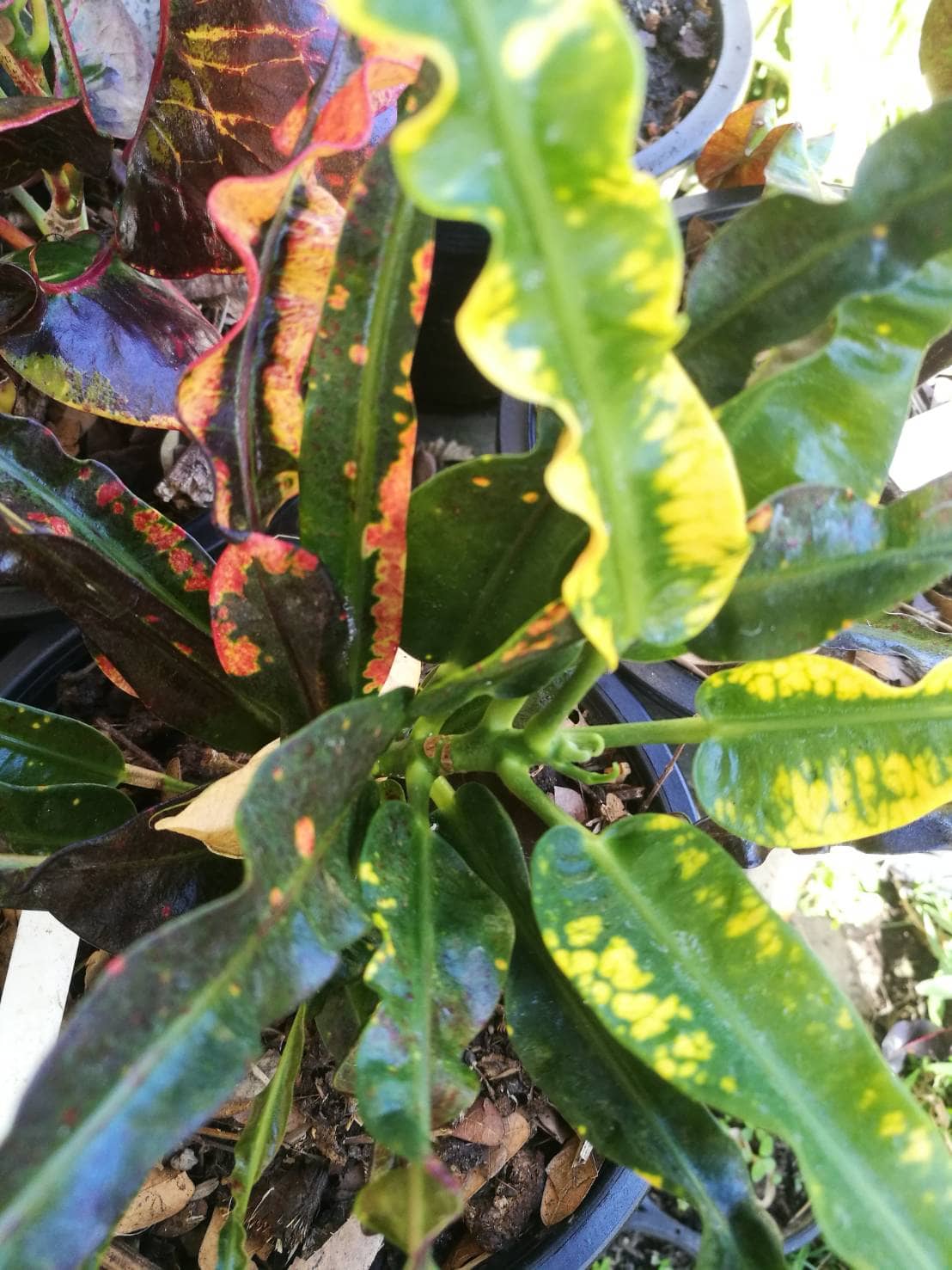 โกสนเจ้าเงาะ