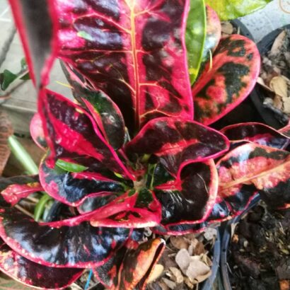 โกสนเติมทรัพย์