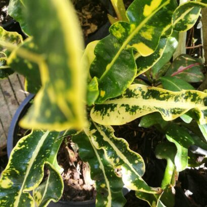 โกสนไอยเรศ