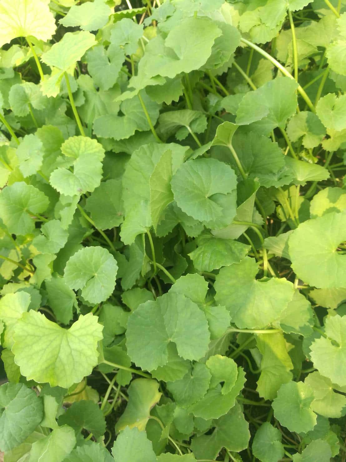 ผักหนอก