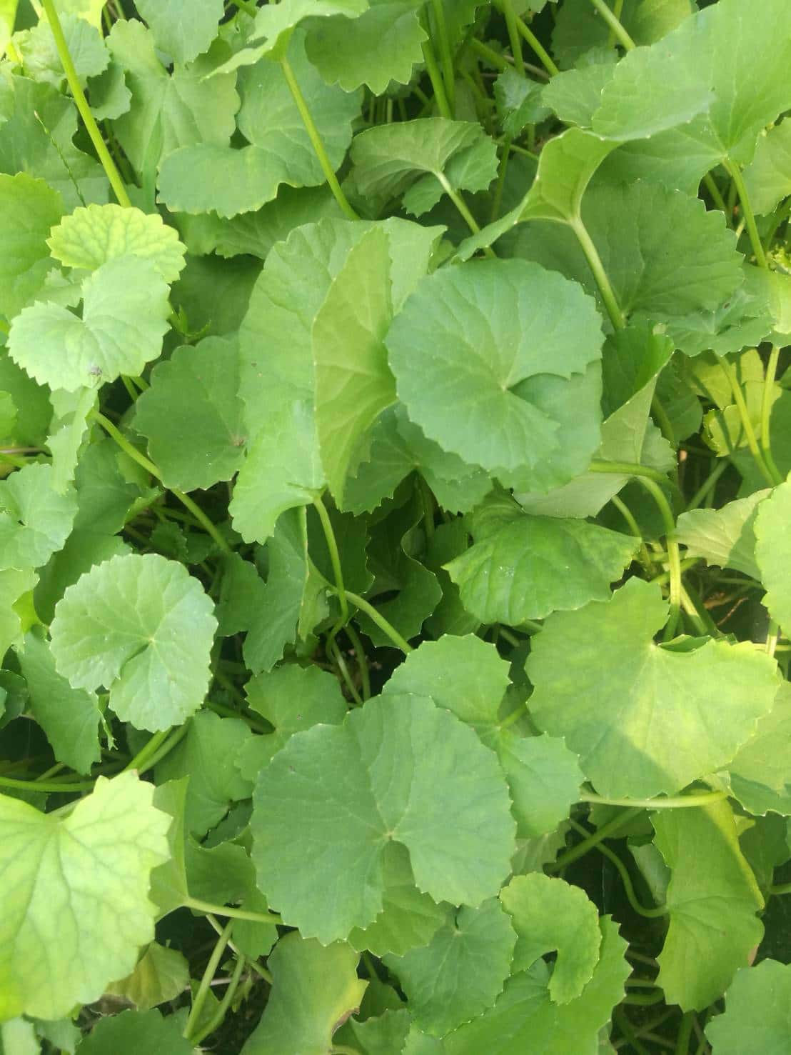 ผักแว่น