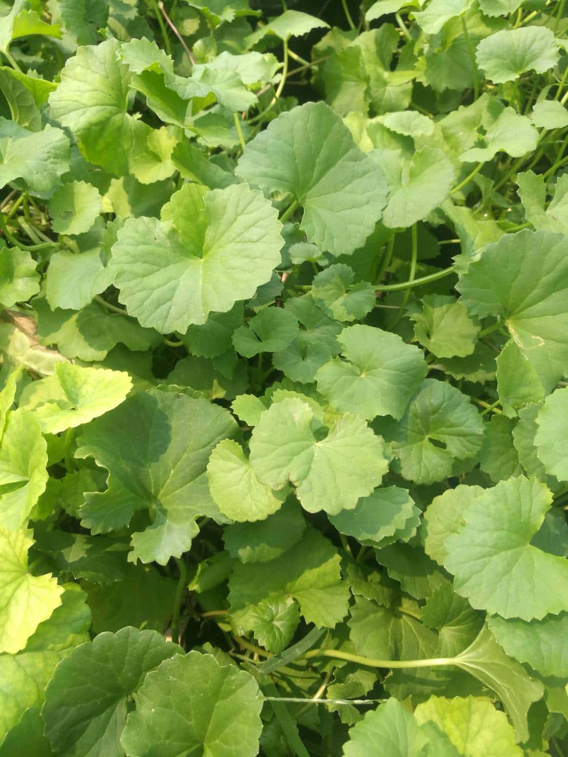 ใบบัวบก