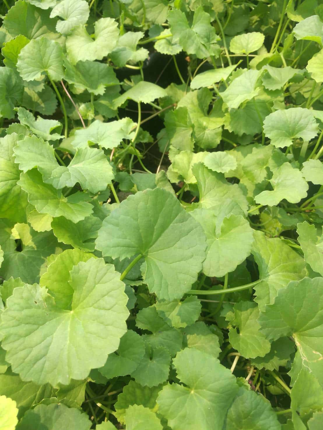 ใบบัวบก