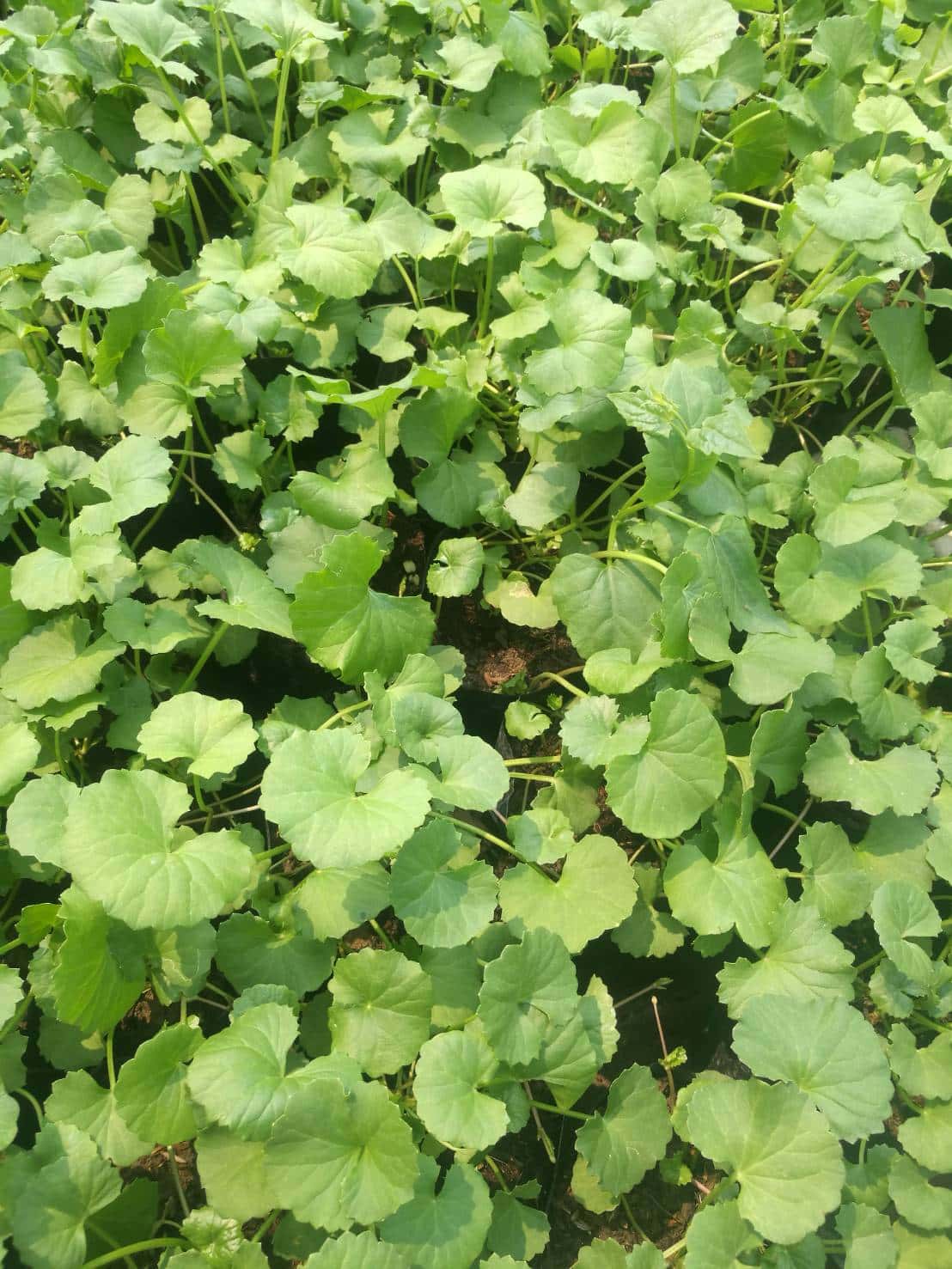 ใบบัวบก