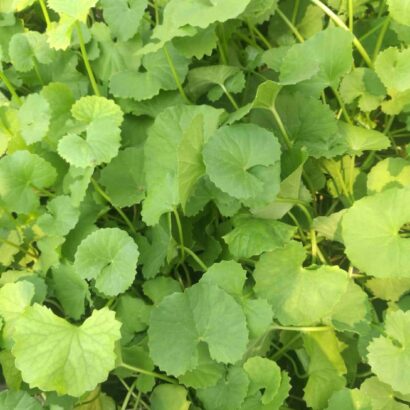 ใบบัวบก