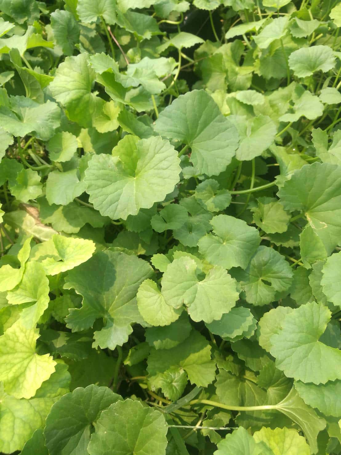 ใบบัวบก