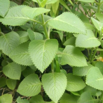 ต้นหูเสือ