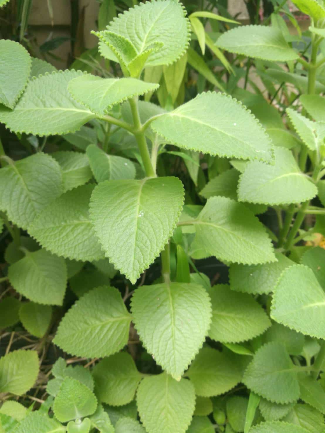 ต้นหูเสือ