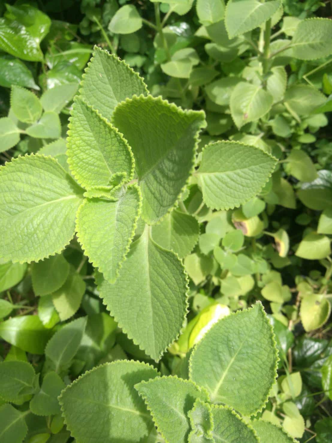 ต้นหูเสือ