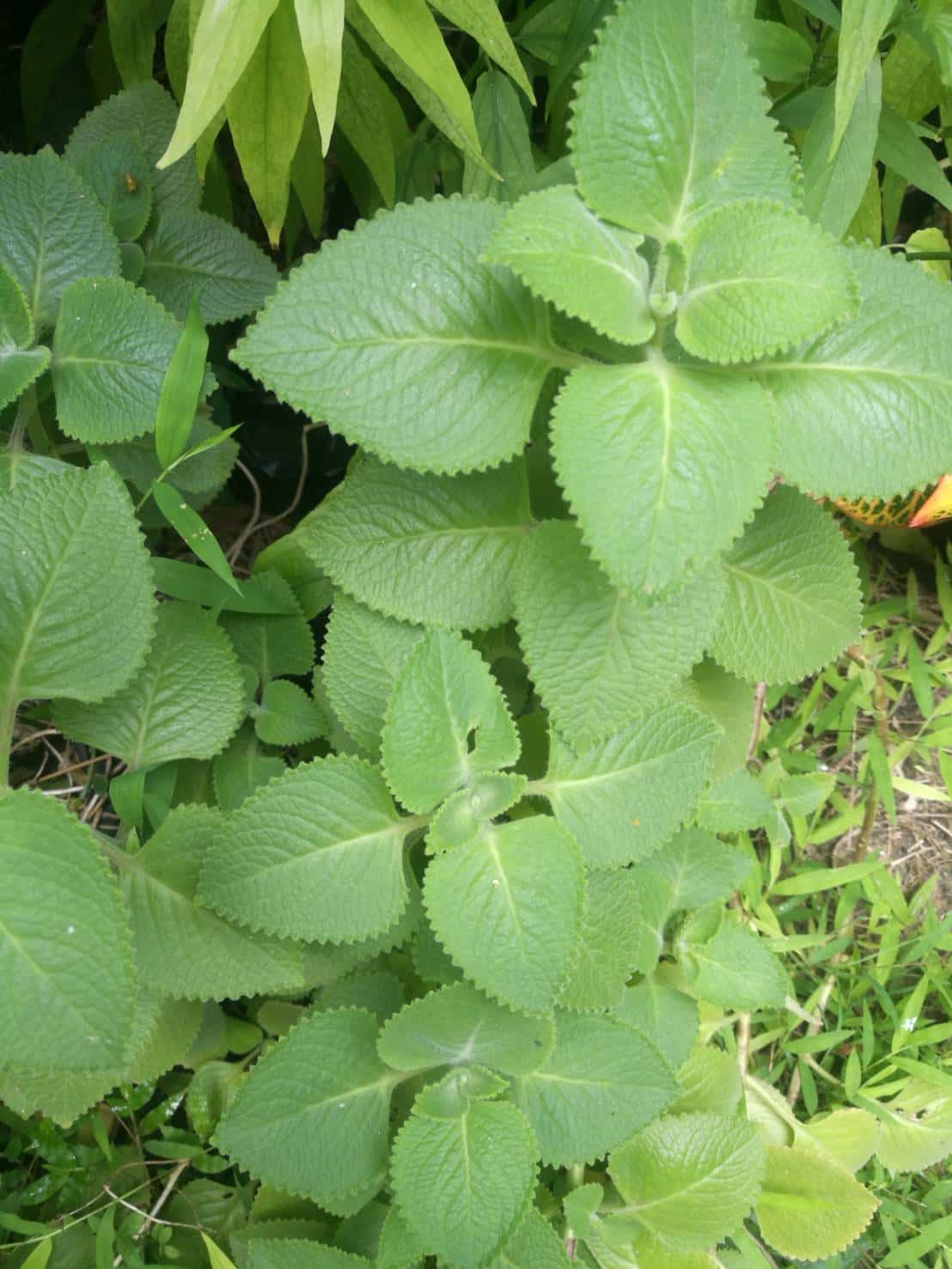 ต้นหูเสือ