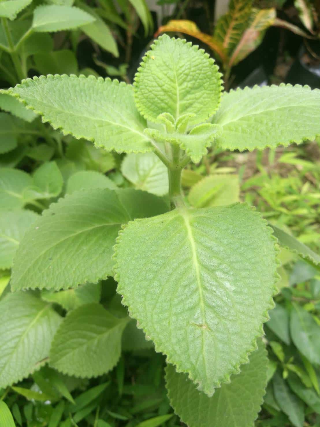 ต้นหูเสือ