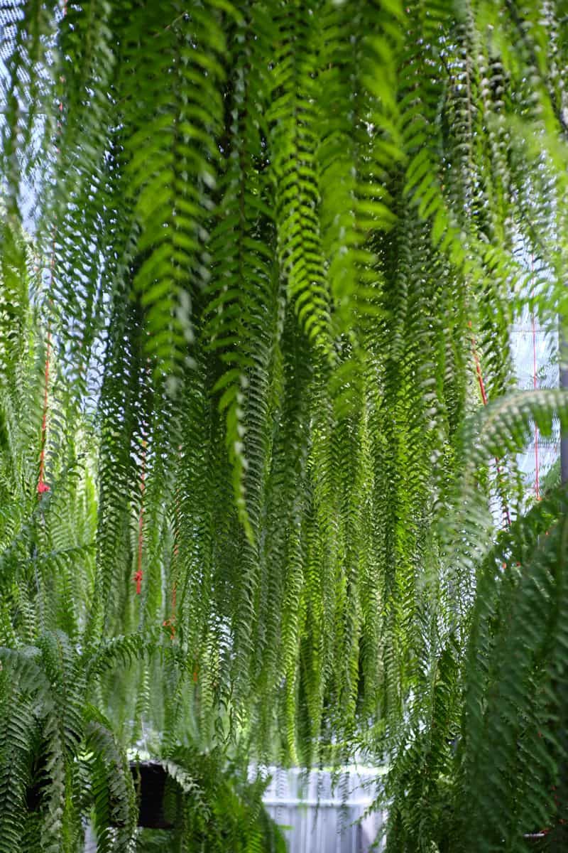 เฟิร์นสไบนาง เฟิร์นสไบนาง