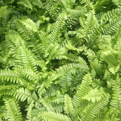 เฟิร์นไพลิน