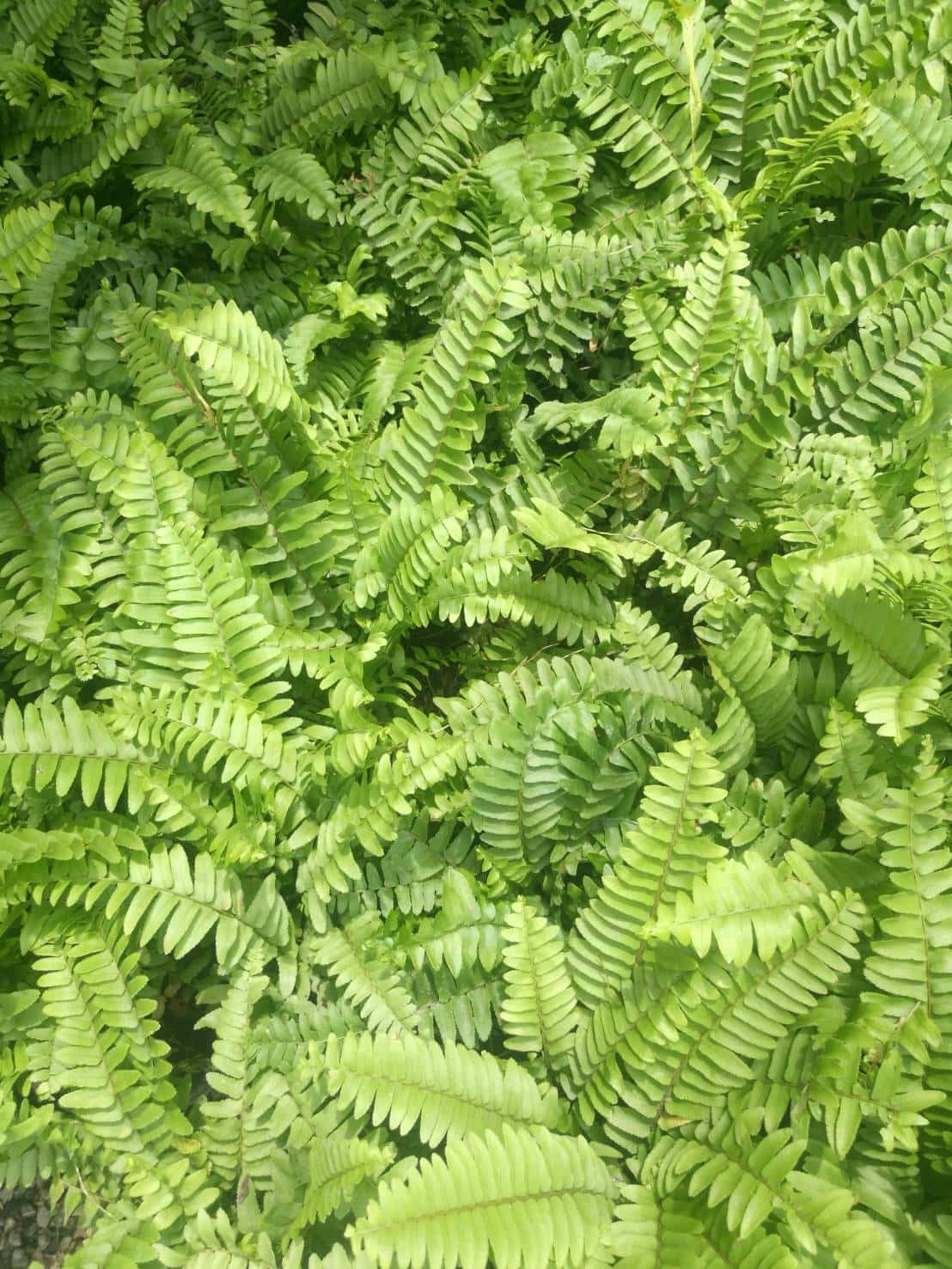 เฟิร์นไพลิน