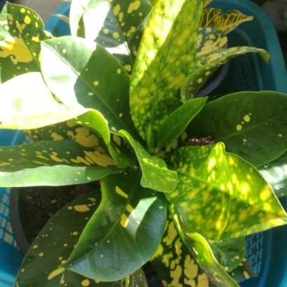 โกสนสะเก็ดดาว