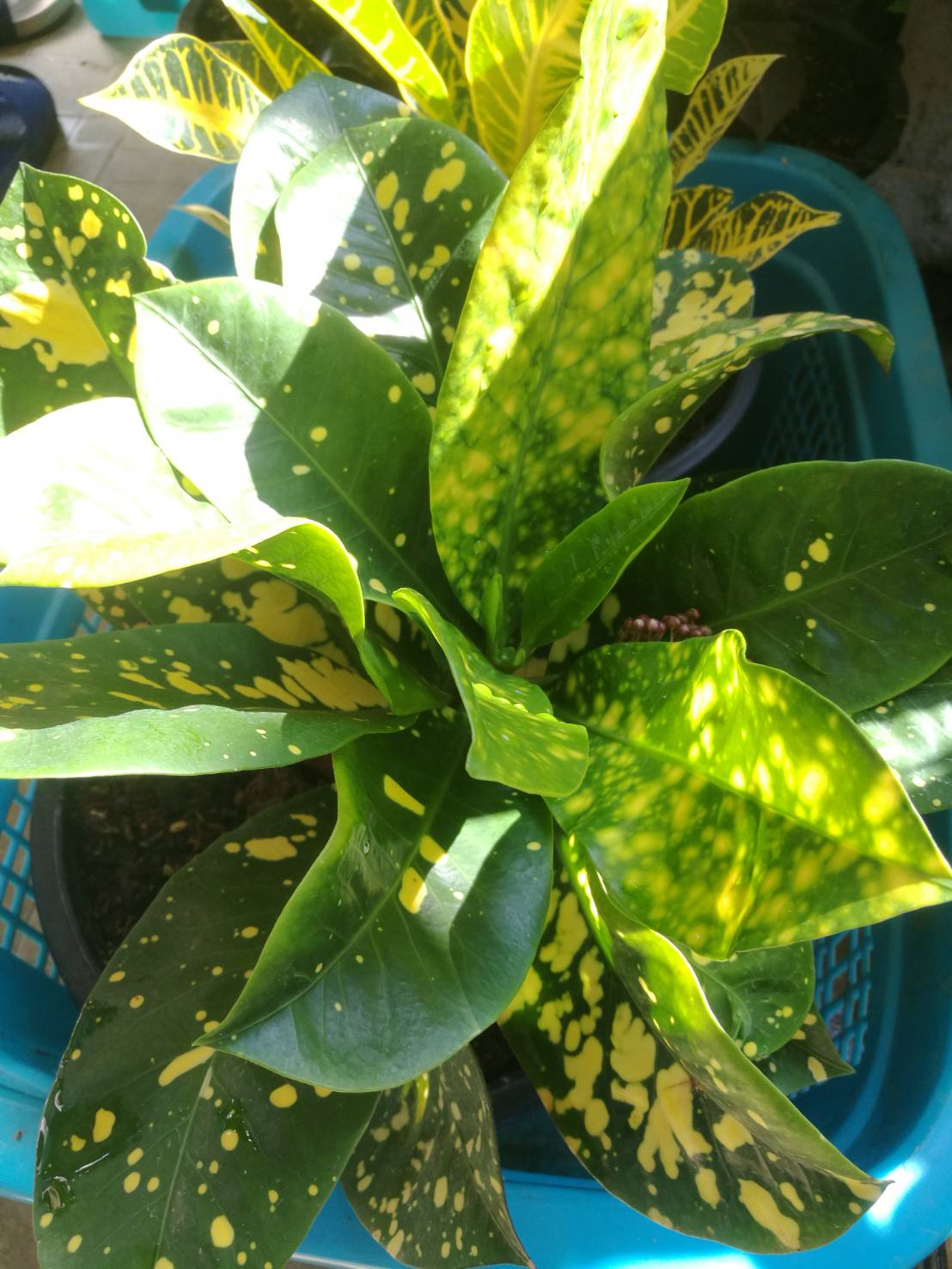 โกสนสะเก็ดดาว