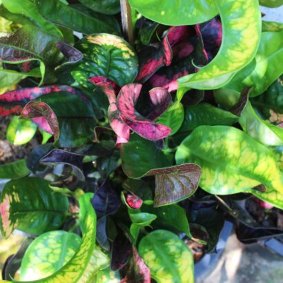 โกสนท่าเสา