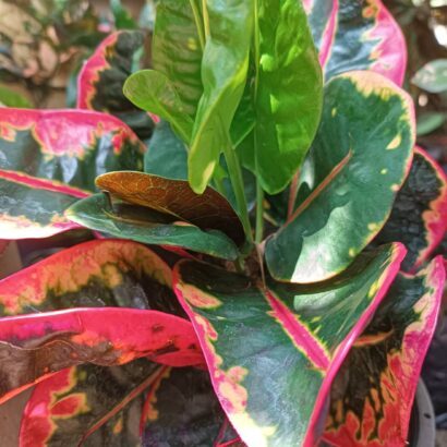 โกสนโชคอุดมทรัพย์