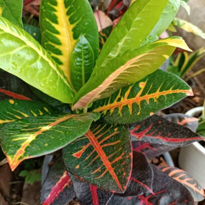 โกสนโมนีน่า