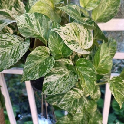 พลูราชินีหินอ่อน