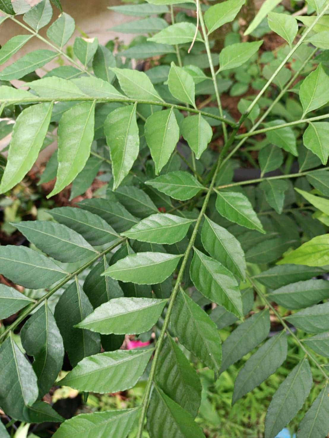 เพี้ยฟาน