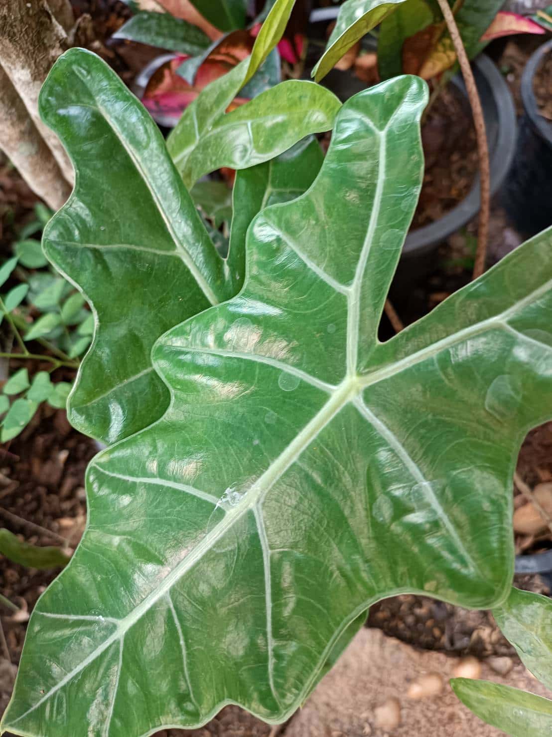 แก้วหน้าม้าโบราณ (Alocasia Pseudo Sanderiana)