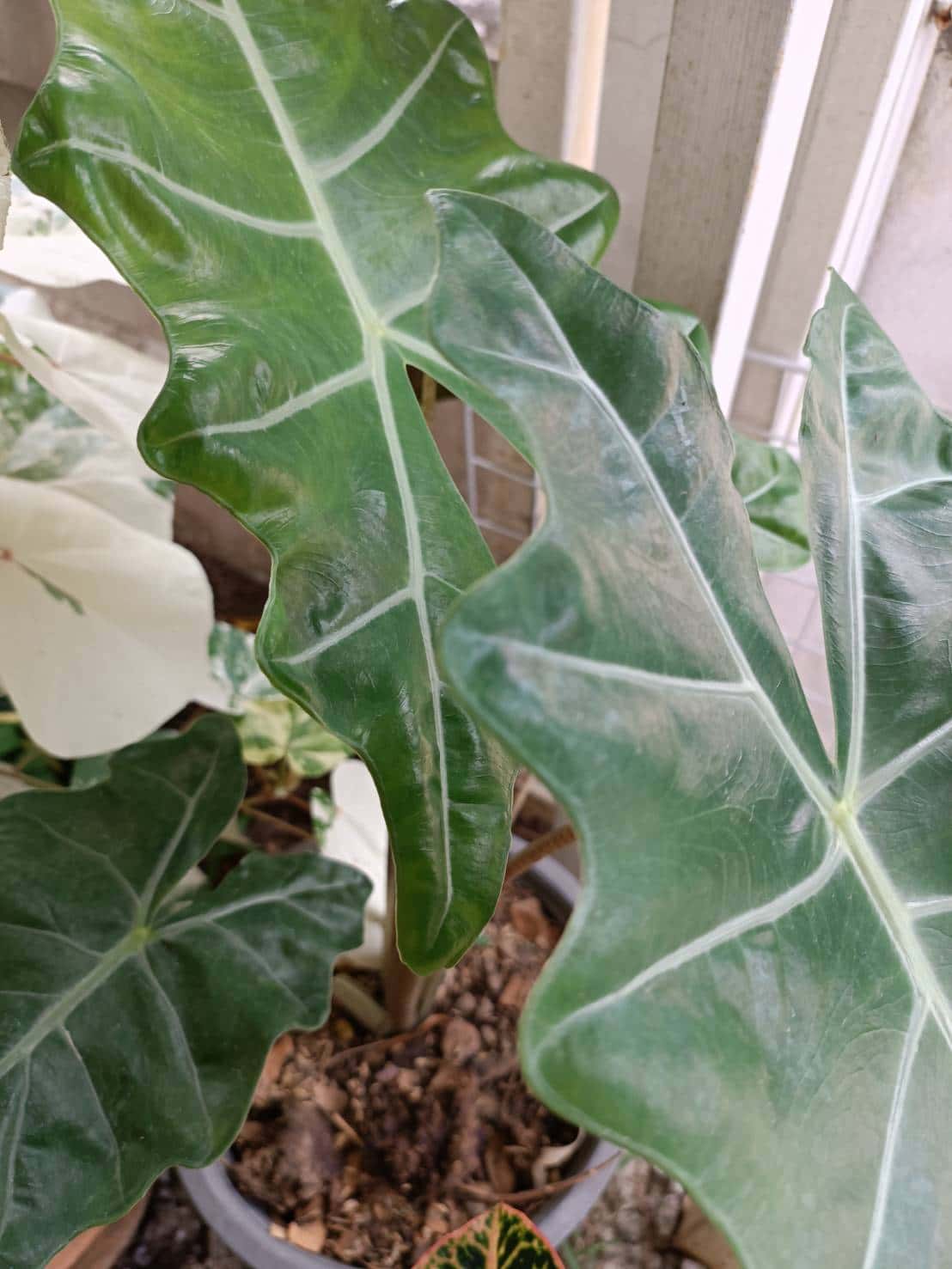 แก้วหน้าม้าโบราณ (Alocasia Pseudo Sanderiana)