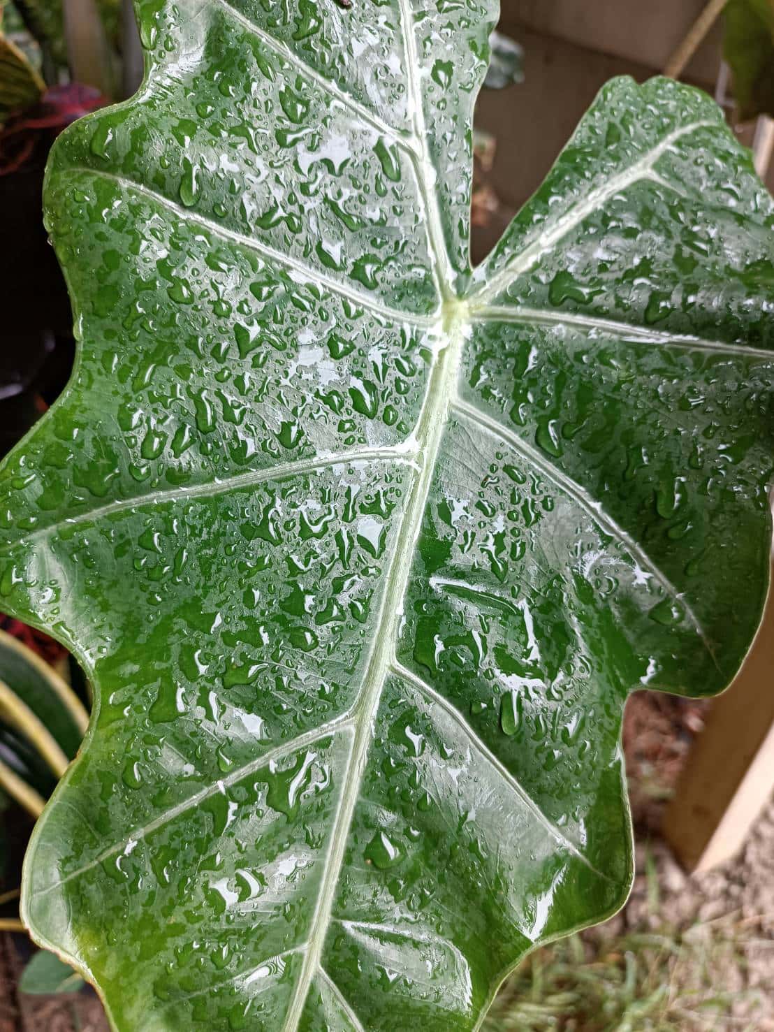 แก้วหน้าม้าโบราณ (Alocasia Pseudo Sanderiana)