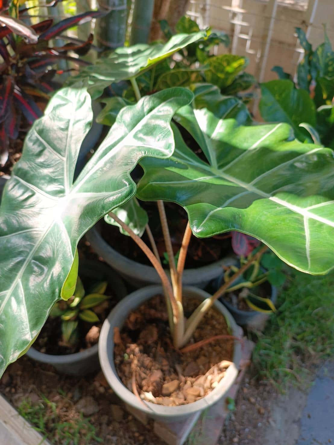แก้วหน้าม้าโบราณ (Alocasia Pseudo Sanderiana)