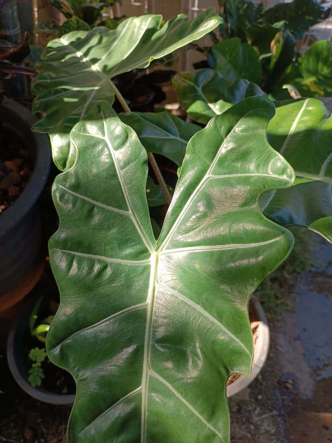 แก้วหน้าม้าโบราณ (Alocasia Pseudo Sanderiana)
