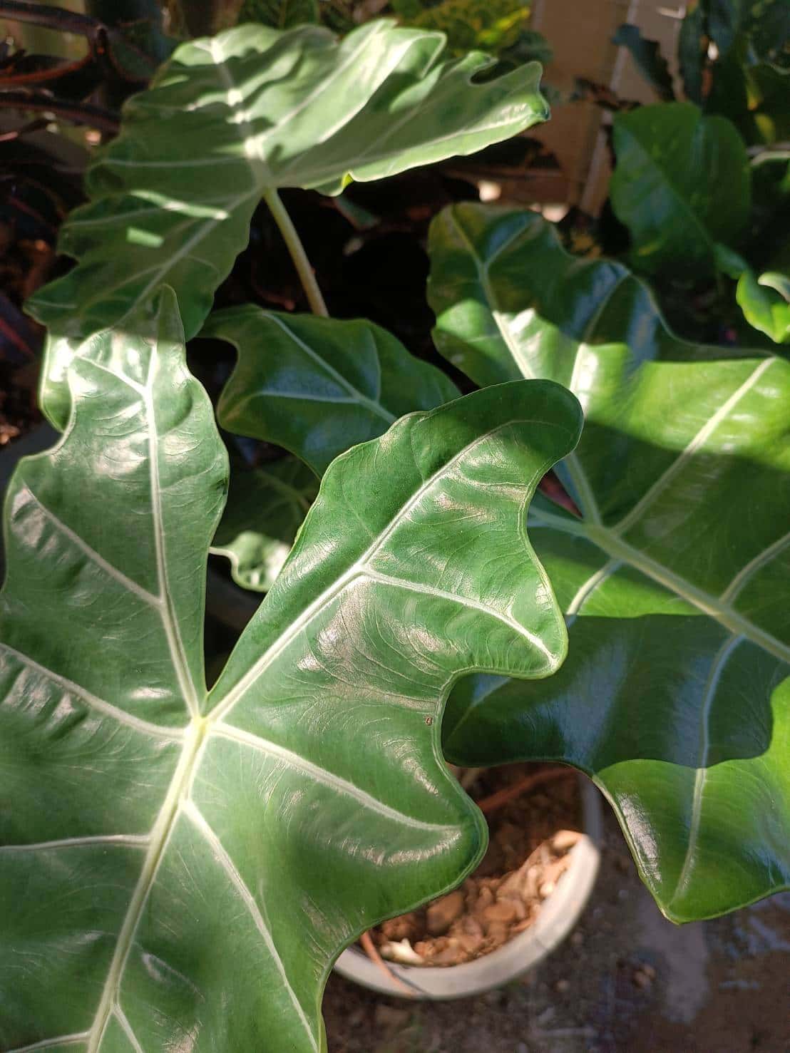 แก้วหน้าม้าโบราณ (Alocasia Pseudo Sanderiana)