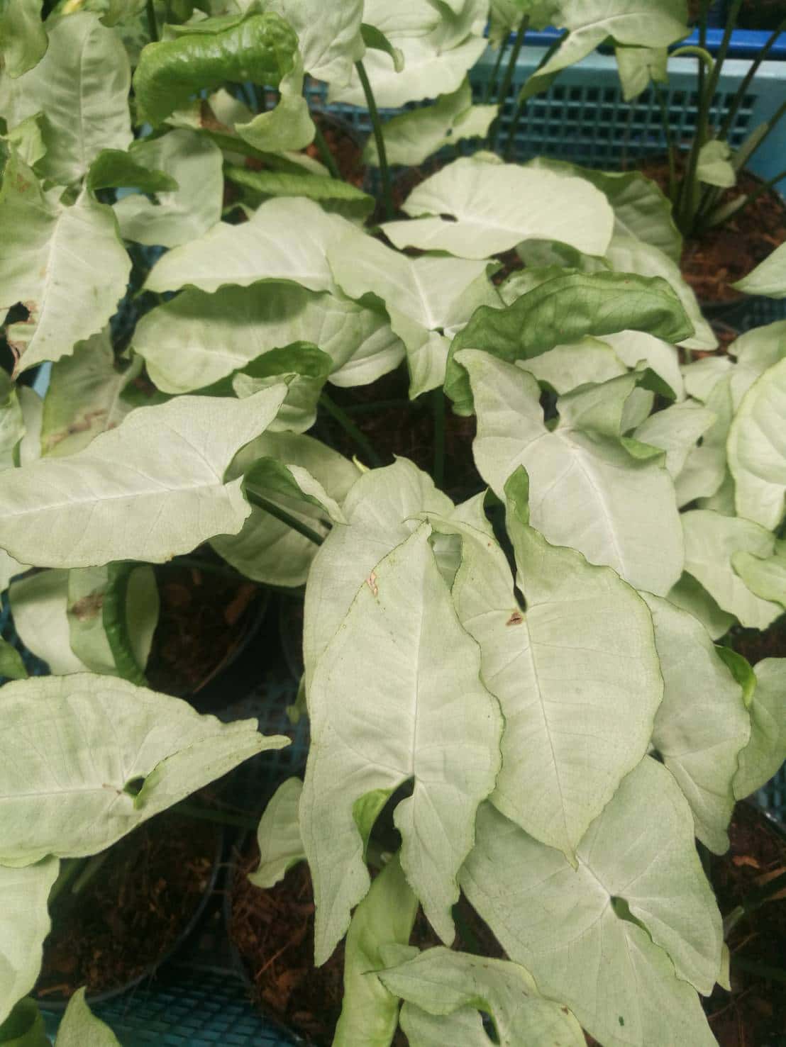 ต้นออมเงิน