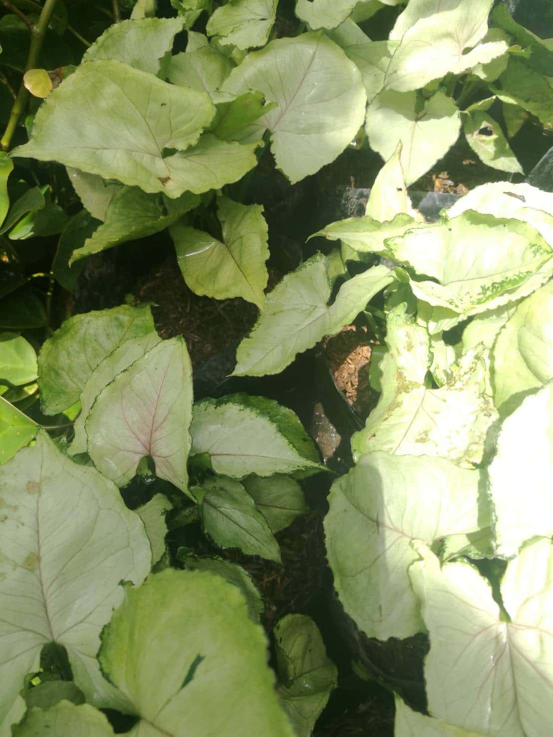 ต้นออมเงิน