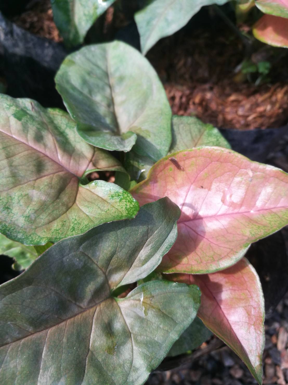 ต้นออมนาค