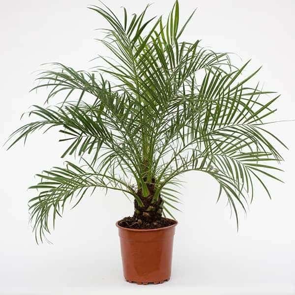 ปาล์มสิบสองปันนา (Dwarf Date Palm)