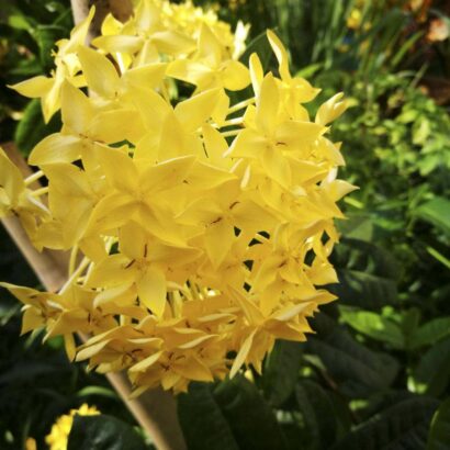 ดอกเข็มสีเหลือง